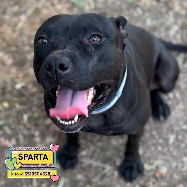 Sparta 4 Anni Cerca Casa - In Adozione A Latina